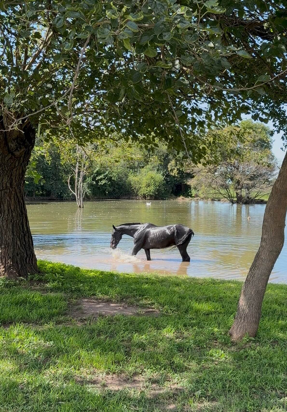 Single black horse at lake
